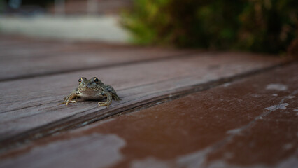 A small frog is sitting on a boardwalk in the park, close-up, photo in a natural environment