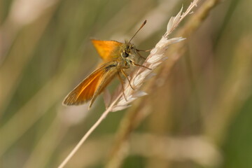 Little orange butterfly on a dried plant