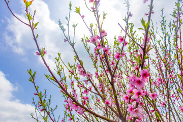 Beautiful bloom pink cherry blossom sakura in spring with clear blue sky and flare of natural light,