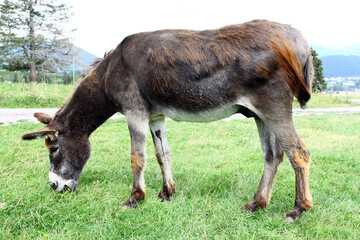Donkey grazing in the meadow near the frame.