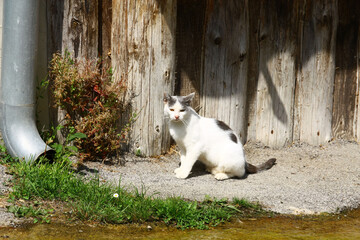 Naklejka na ściany i meble A young cat rests on the farm.