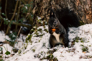 Eichhörnchen im Winter