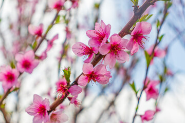 Beautiful bloom pink cherry blossom sakura in spring with clear blue sky and flare of natural light,