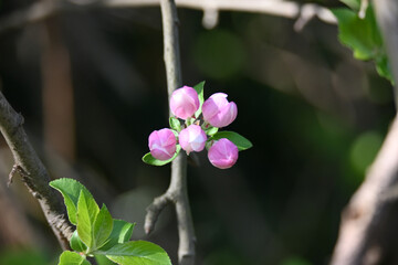 Beautiful pink ornamental Apple tree flowers close up  selective focus.