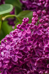 pink and purple flowers