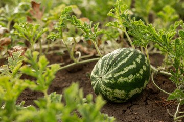 Watermelon in the garden in the leaves. Agriculture, agronomy, industry