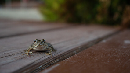 A small frog is sitting on a boardwalk in the park, close-up, photo in a natural environment