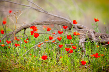 Fototapeta premium Spring, field of poppy flowers. The concept of the freshness of the morning nature. Spring landscape of red wildflowers. Beautiful landscape, pnorama long banner.