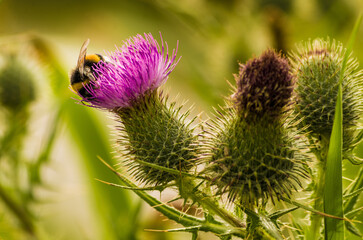 bumblebee on thistle 2