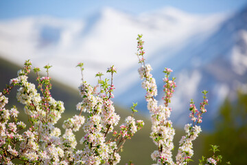 Spring blooming sakura trees. Pink flowers Sakura Spring landscape with blooming pink tree. Beautiful sakura garden on a sunny day.Beautiful concept of romance and love with delicate flowers.