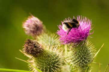 bumblebee on thistle