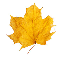 Fototapeta premium Autumn maple branch with leaves isolated on background