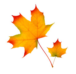 Autumn maple branch with leaves isolated on background