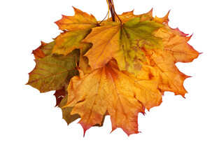 Autumn maple branch with leaves isolated on  background