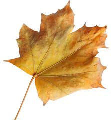 Autumn maple branch with leaves isolated on  background