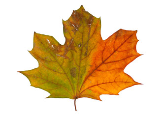 Autumn maple branch with leaves isolated on  background