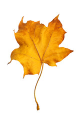 Autumn maple branch with leaves isolated on  background