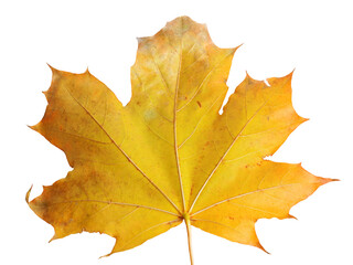Autumn maple branch with leaves isolated on background
