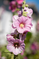 close up of pink flower