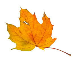 Autumn maple branch with leaves isolated on background