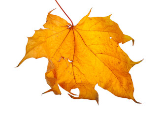 Autumn maple branch with leaves isolated on background