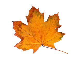 Autumn maple branch with leaves isolated on  background