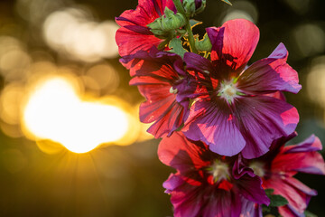 flowers in the sunset