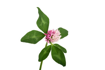Closeup of pink clover flower isolated  on transparent background