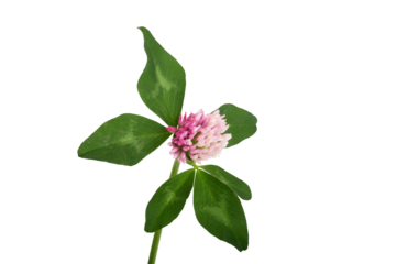 Closeup of pink clover flower isolated  on transparent background