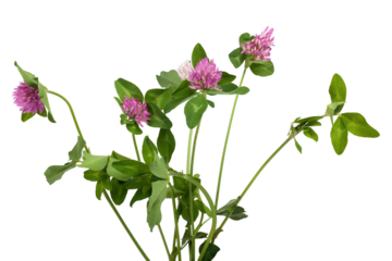 Closeup of pink clover flower isolated  on transparent background