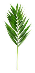 Palm leaves on white transparent background. Minimal summertime concept.