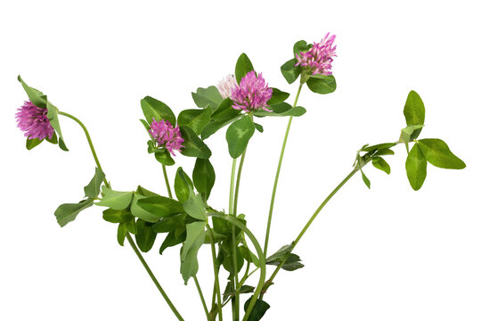 Closeup of pink clover flower isolated  on transparent background