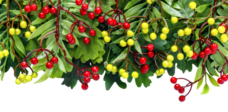 Autumn oak and rowan branches with red berries on transparent background..