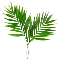 Palm leaves on white transparent background. Minimal summertime concept.