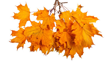 Autumn maple branch with leaves isolated on transparent background