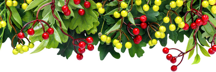 Autumn oak and rowan branches with red berries on transparent background.