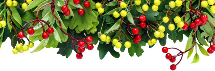 Autumn oak and rowan branches with red berries on transparent background.