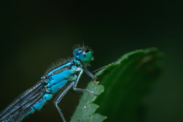 Fototapeta premium Blaue Libelle auf grünen Blatt