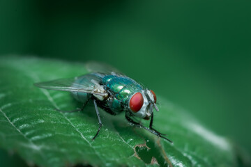 Fliege auf grünen Blatt sitzend