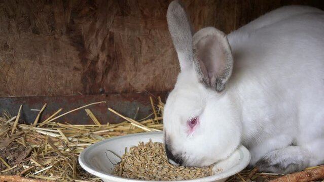 Feeding rabbits on farm. white fluffy rabbit eats grain.