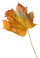 Autumn maple branch with leaves isolated on  background