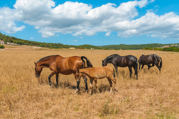 Typical Menorcan horse in Menorca, Spain