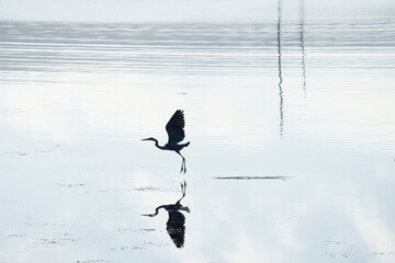 Great Blue Heron Silhouette above water with reflection