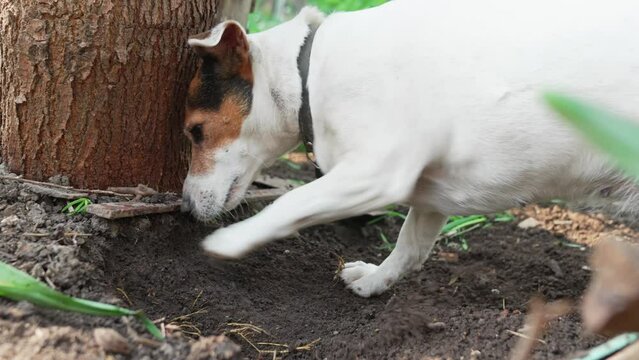 the dog senses the rodent's pest in the garden and digging the ground. Hunting dog breed Jack Russell Terrier in the yard. hunting instincts in animals.