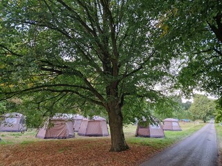 trees in the park