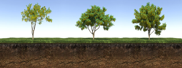 Deciduous tree and soil cut under it, 3d render - 525832643