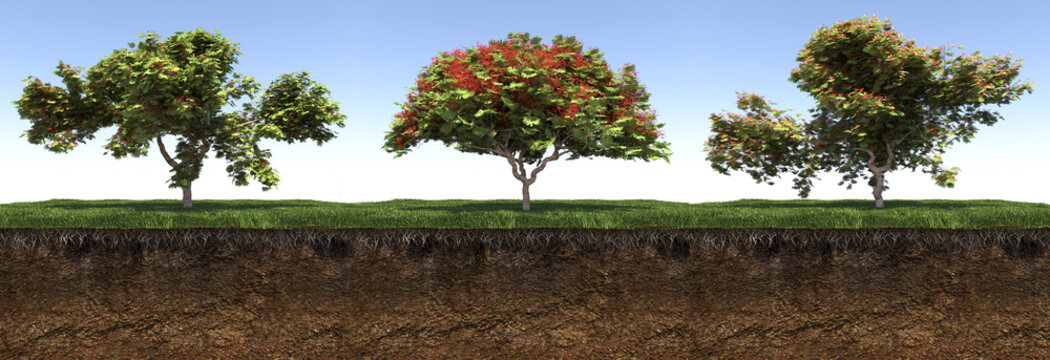 Deciduous tree and soil cut under it, 3d render