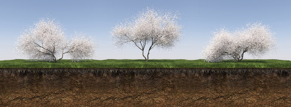 Deciduous tree and soil cut under it, 3d render