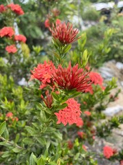 Red ixora flower in nature garden