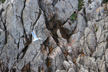 岩場にとまる複数の鳥　イタリア　地中海　ヨーロッパ